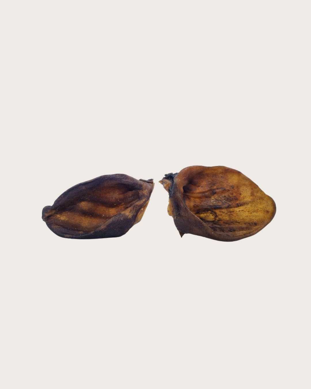 Oreille de sanglier
