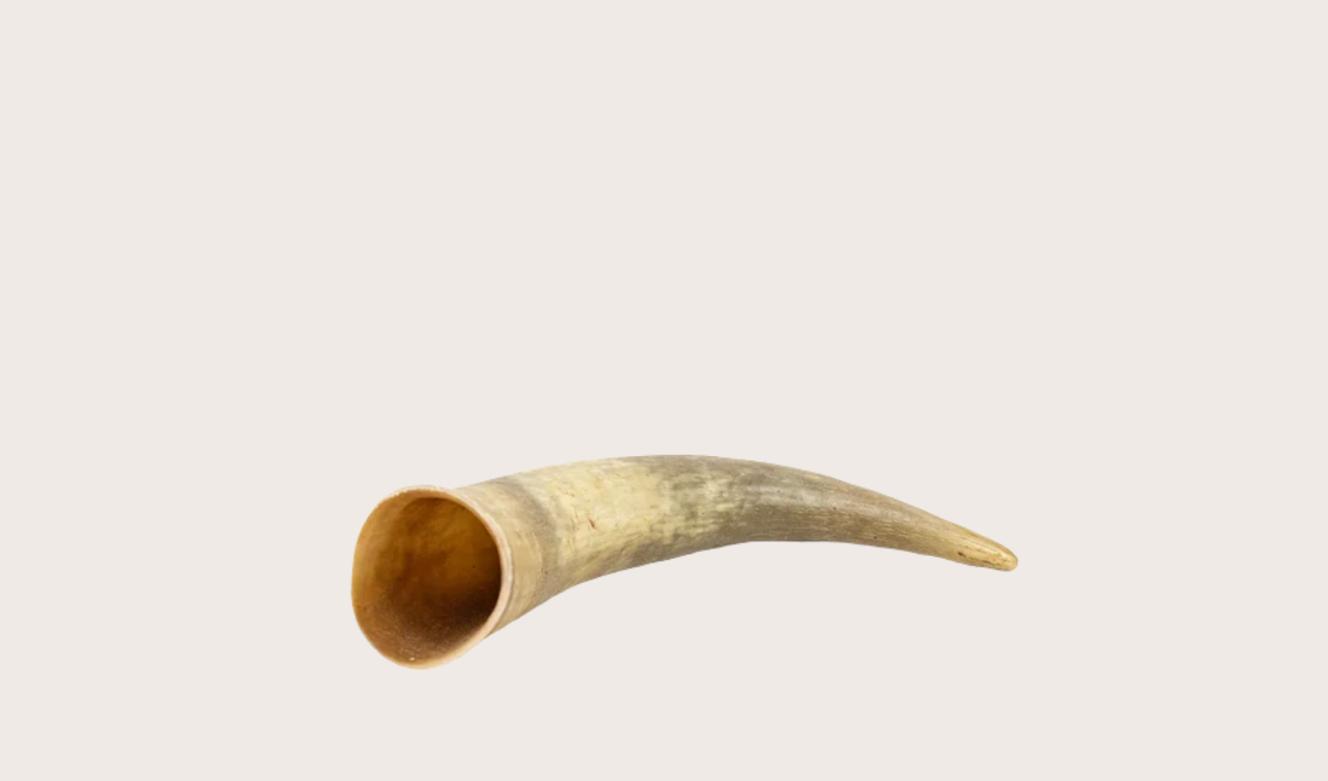 Corne de vache