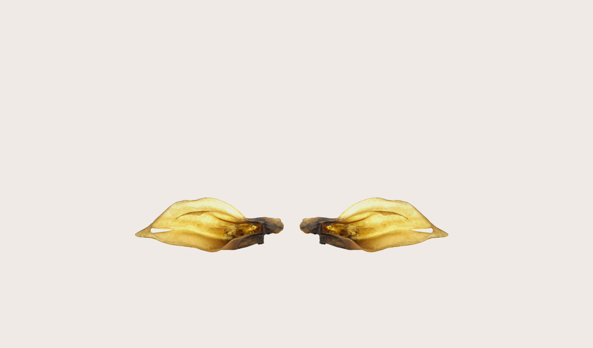 Oreille de cerf