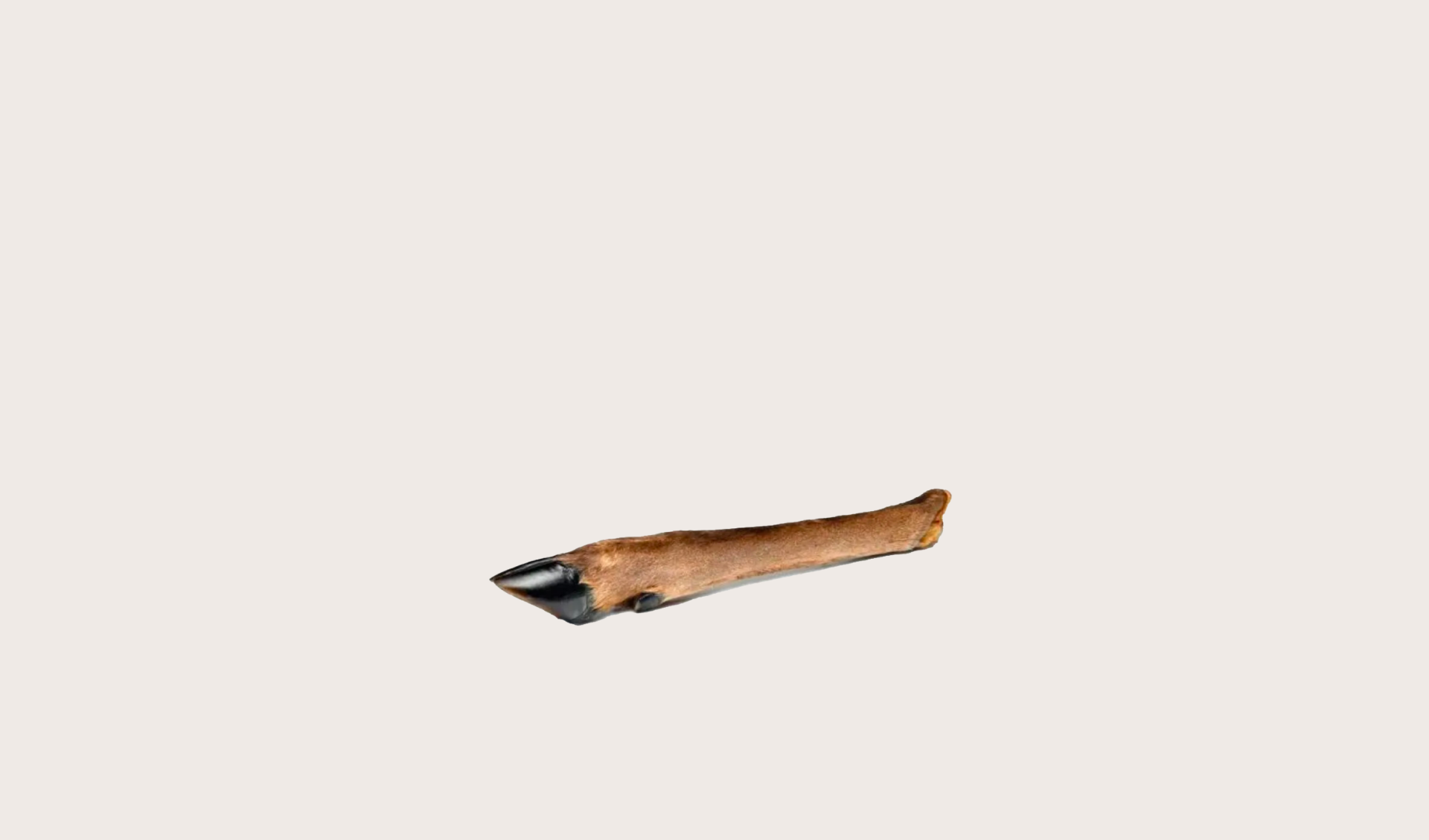Patte de cerf