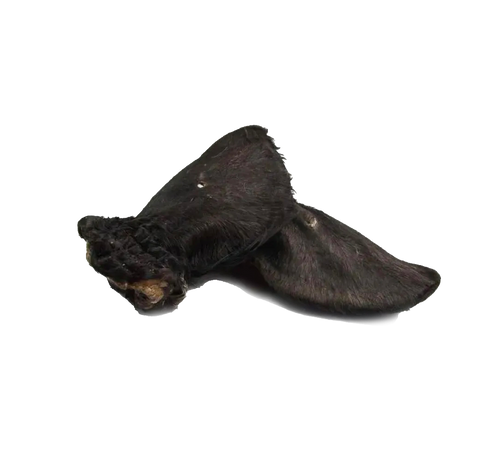 Oreille de bœuf avec poils