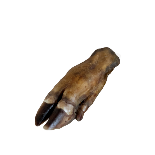 Patte de sanglier