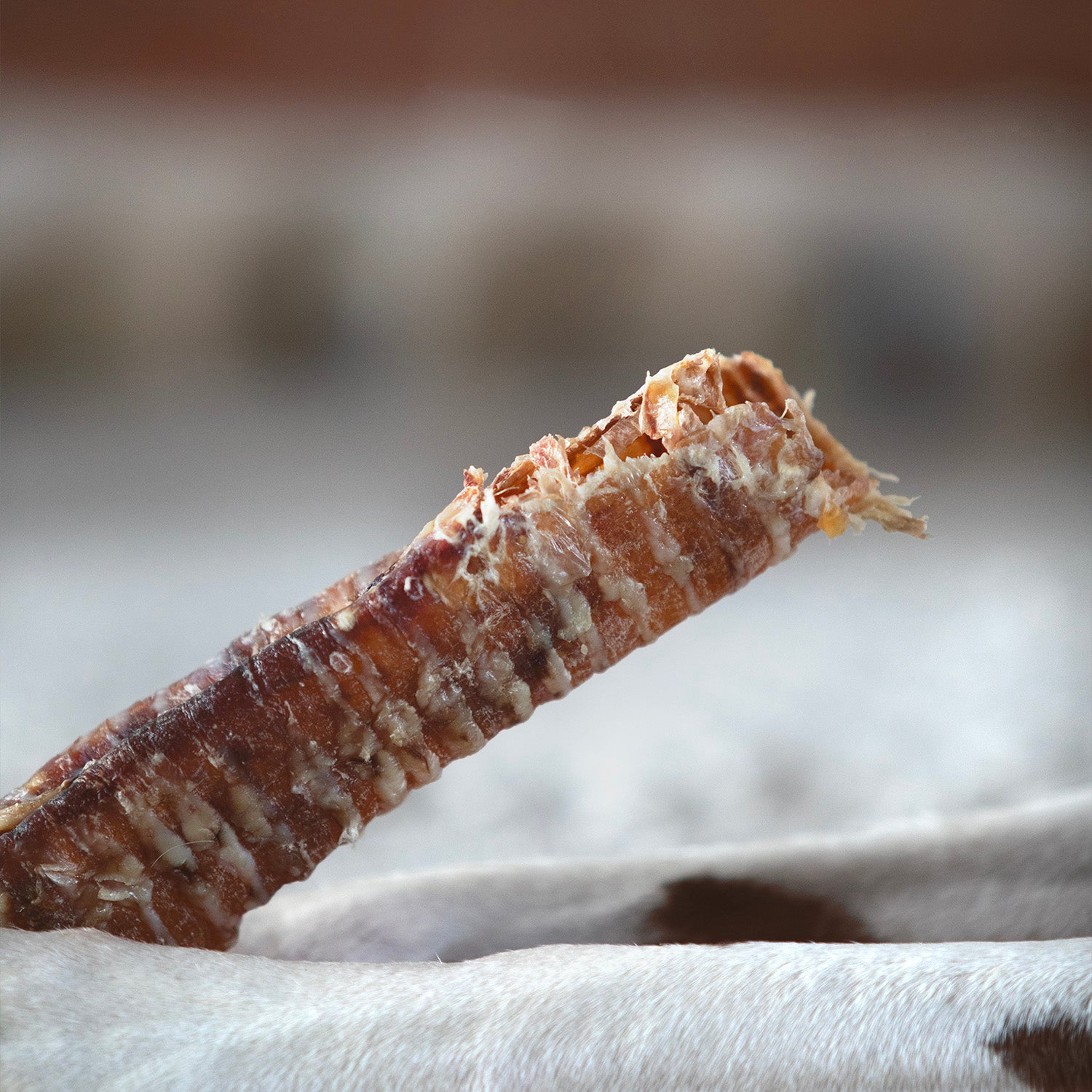 Trachée de bœuf
